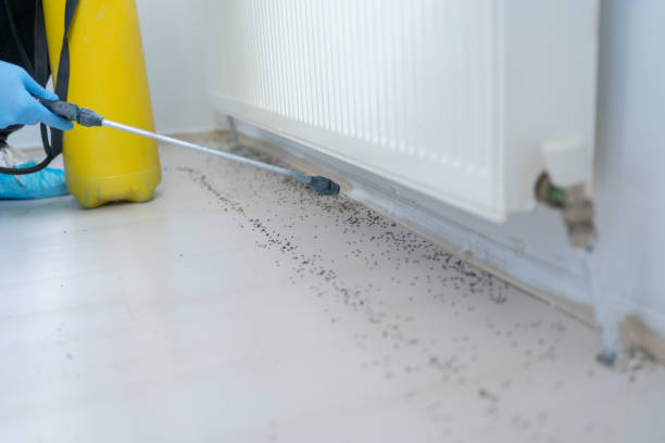 Best Flea Control Services  in Gustine, CA